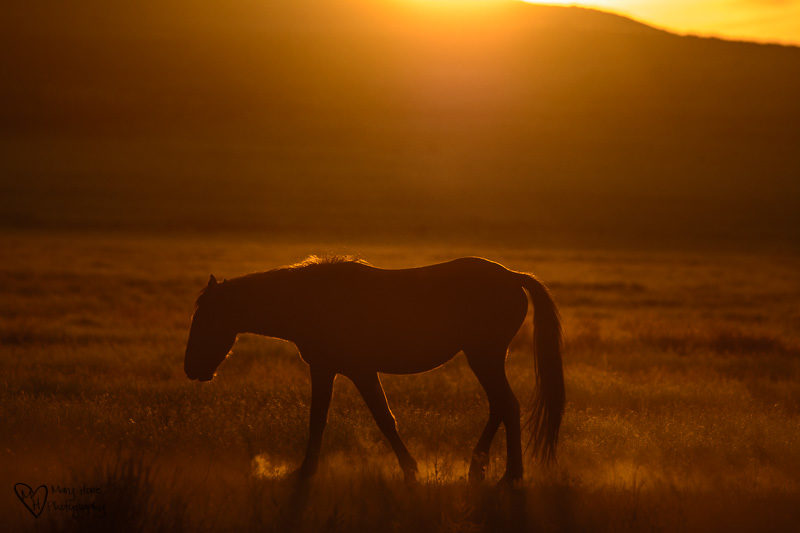 wild horses at sunset