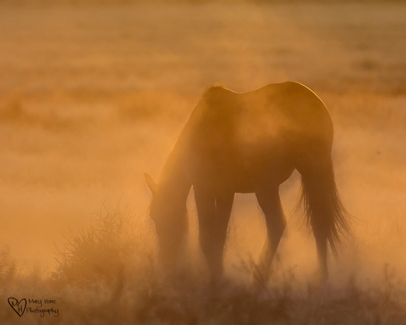 what is the future of our wild horses