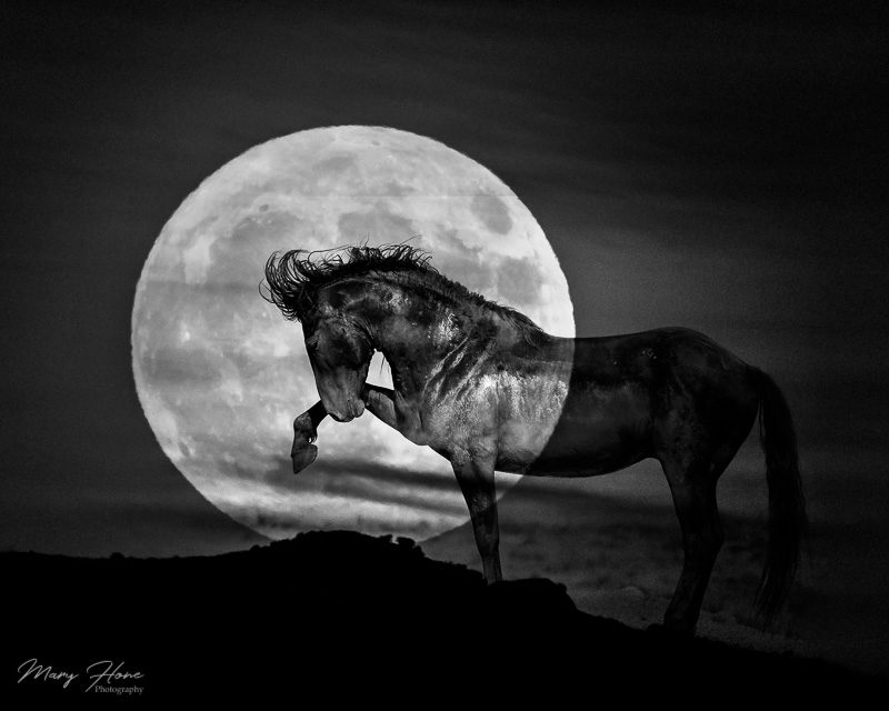 full moon and wild horse