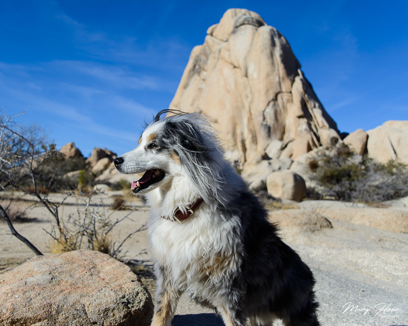 1 day with 2 dogs in Joshua Tree NP