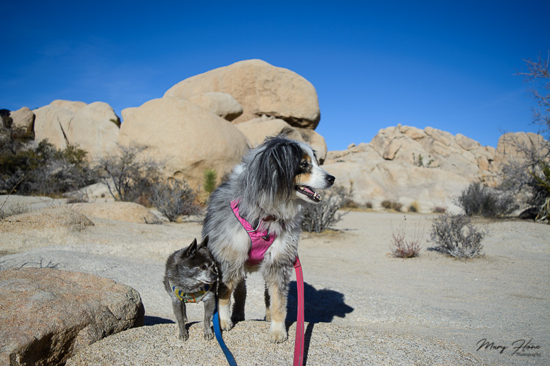 1 day with 2 dogs in Joshua Tree NP