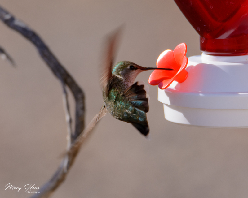 hummingbirda at feeder