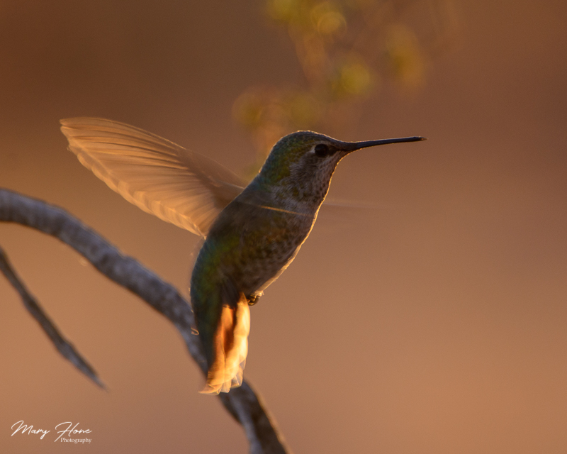 annas hummingbird in flight at sunset
