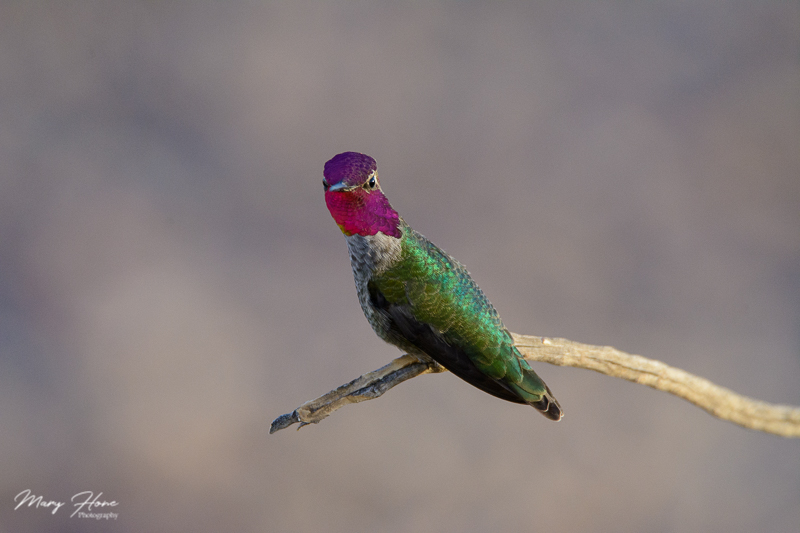 male anna's hummingbird