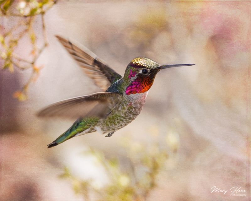 Photographer vs Hummingbird or Catch me if you can, hummingbird in flight