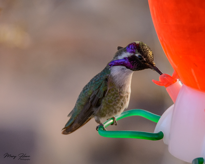 My hummingbird buddies, costas hummingbird male