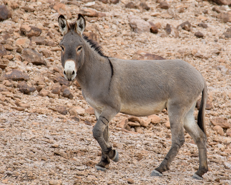 jack wild burro