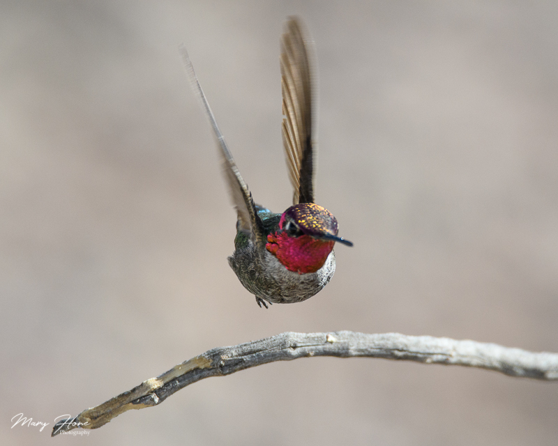 male annas hummingbird