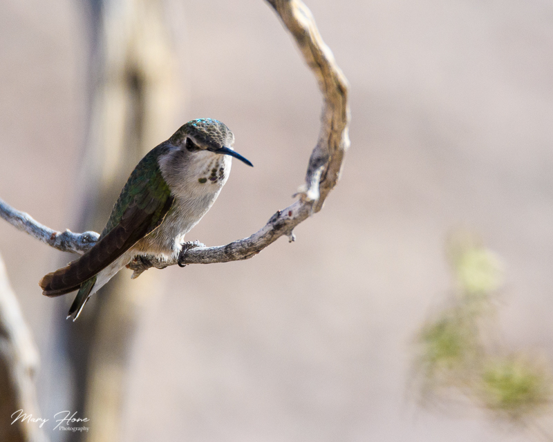 Female anna's hummingbird