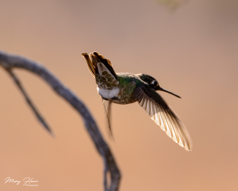 hummingbird in flight 