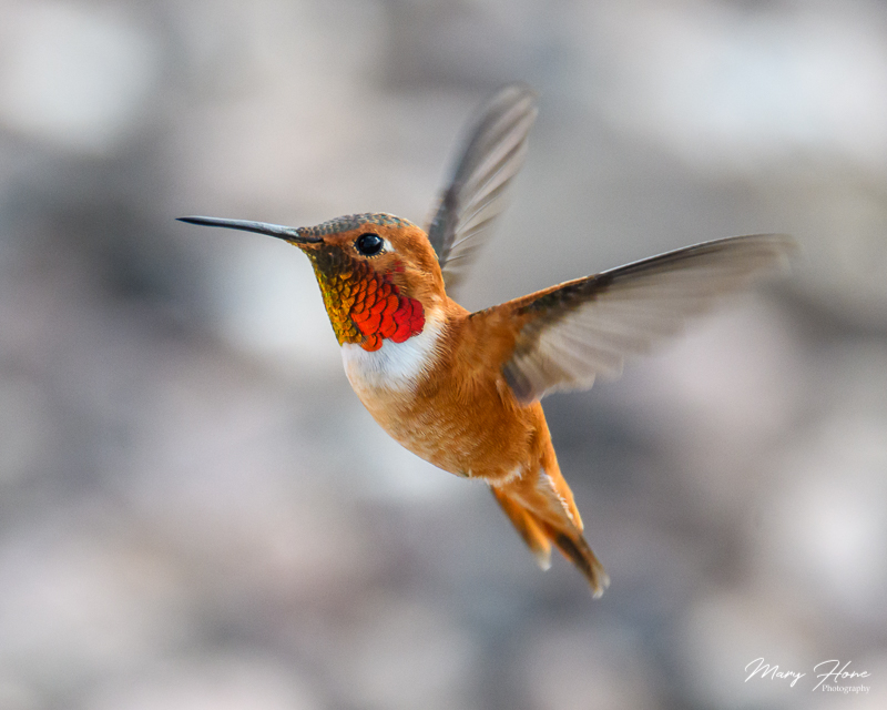 rufous hummingbird male