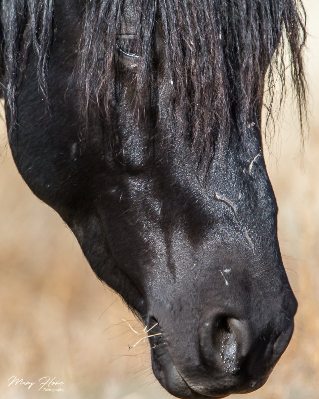 wild horse,From Clicking to Creating