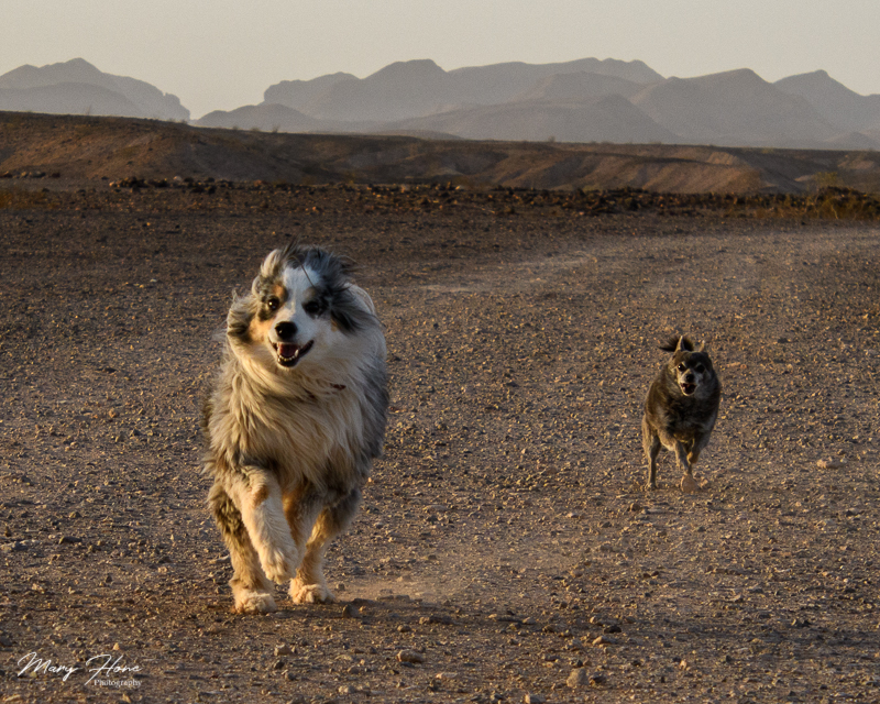 dogs running in the desert
