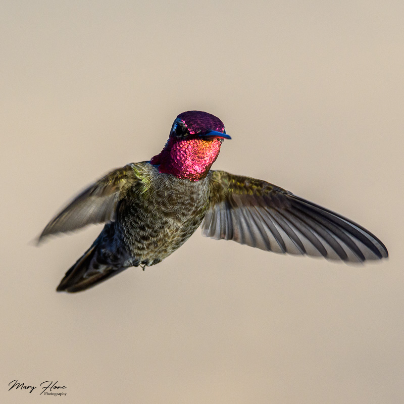 annas hummingbird in flight