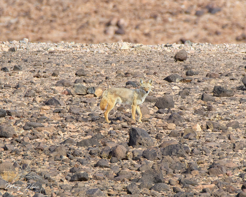 coyote in the desert