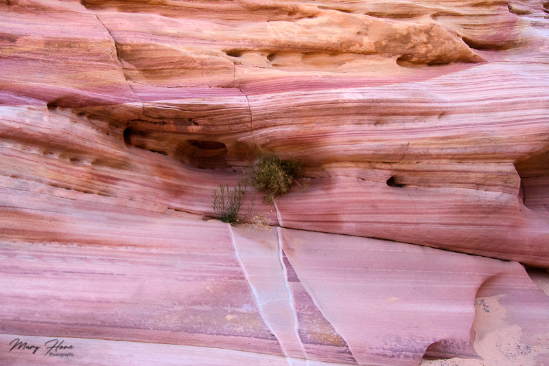 pink canyon valley of fire