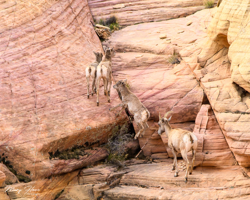Valley of Fire bighorn sheep