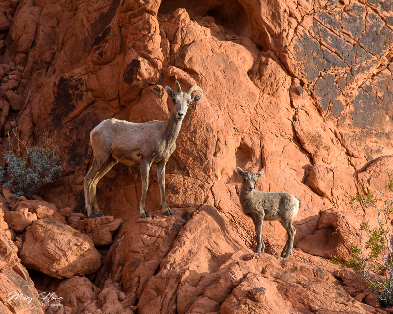 Valley of Fire bighorn sheep