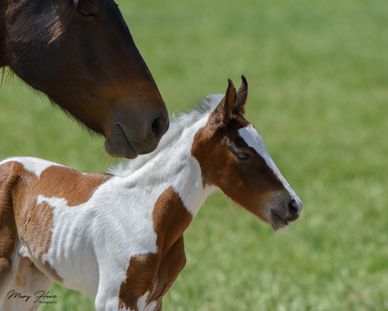 wild horse filly