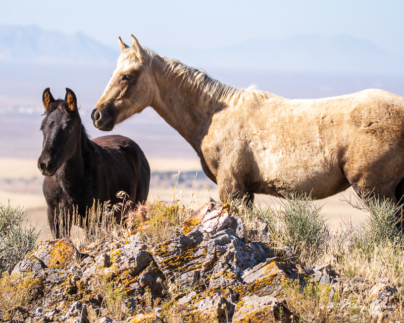 Catching up with old wild horse friends