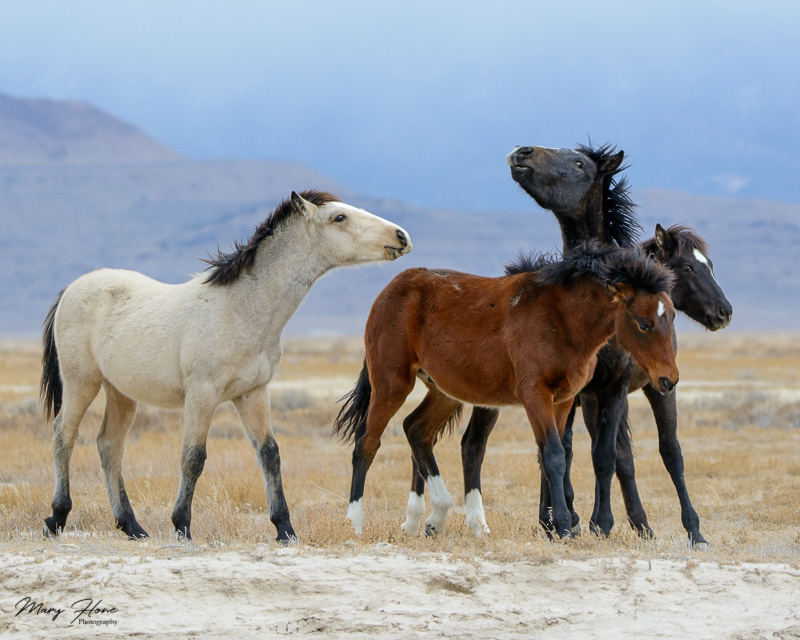 young wild horse colts