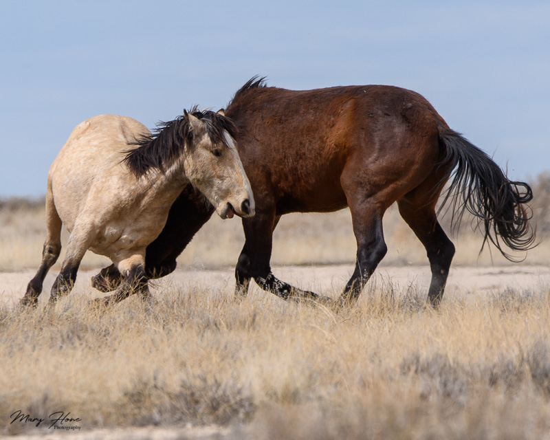 Catching up with old wild horse friends
