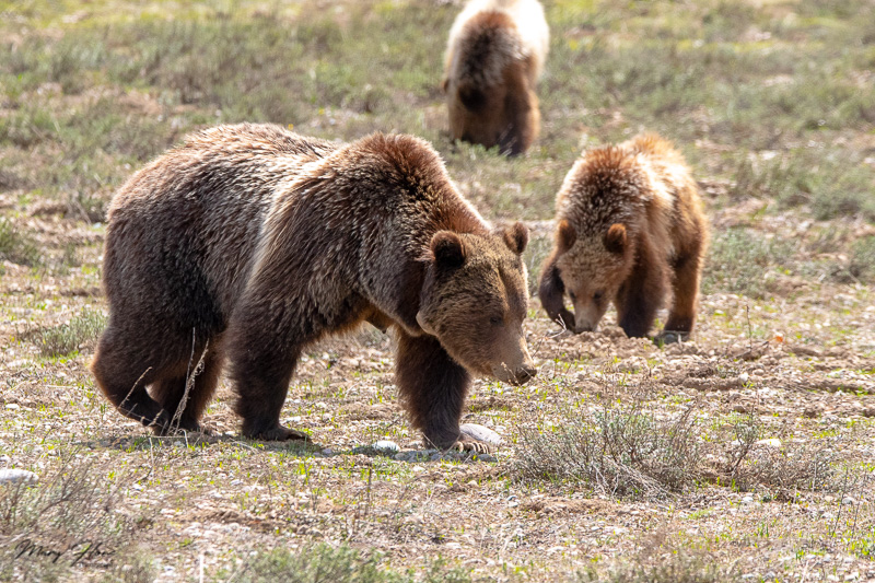 Bears of Grand Teton National Park, grizzly 399