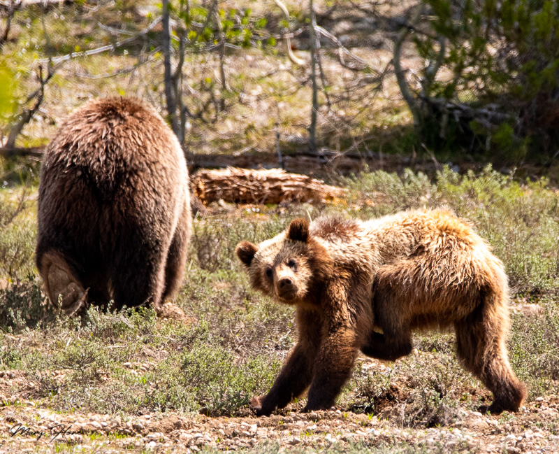 Bears of Grand Teton National Park, Grizzly 399