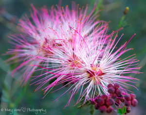 Fairy duster flower
