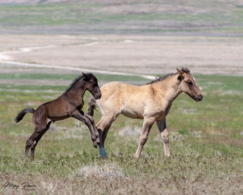 wild horse foals playing