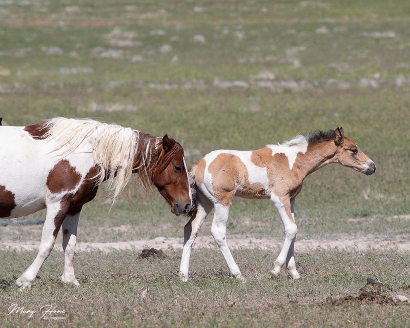 Spring with the Wild Horses