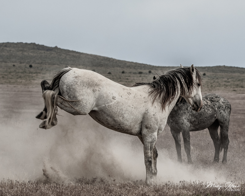wild horses fighting