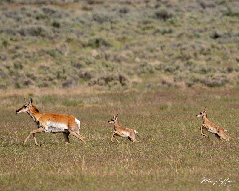 pronghorn antelope baby twins running