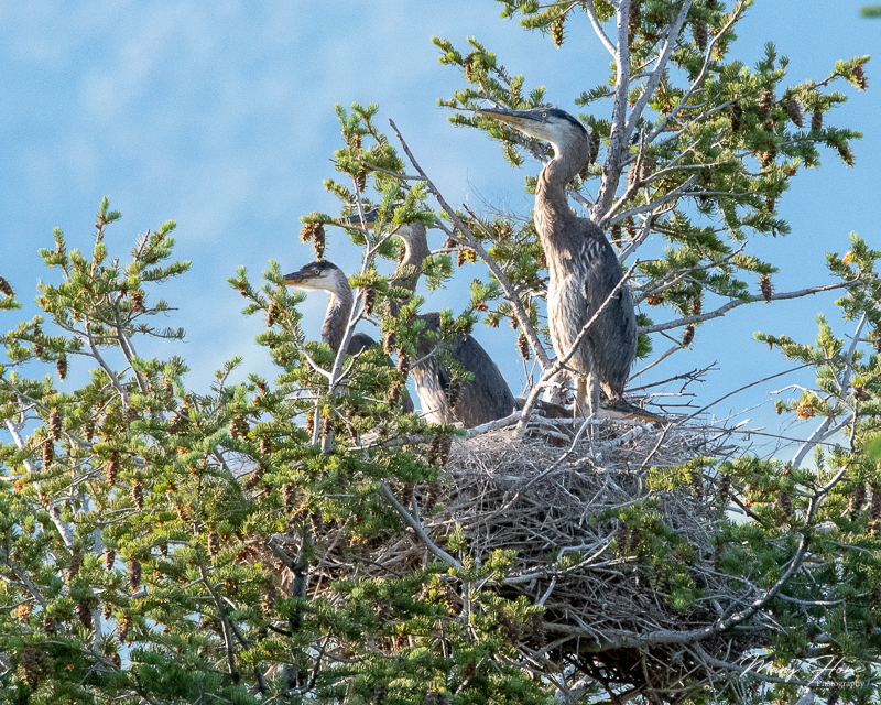 blue heron rookery