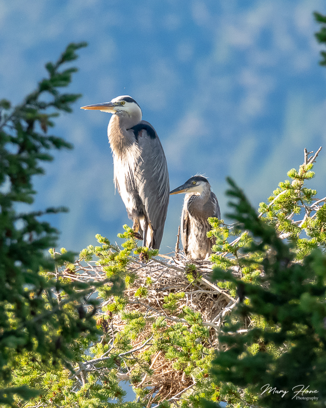blue heron rookery