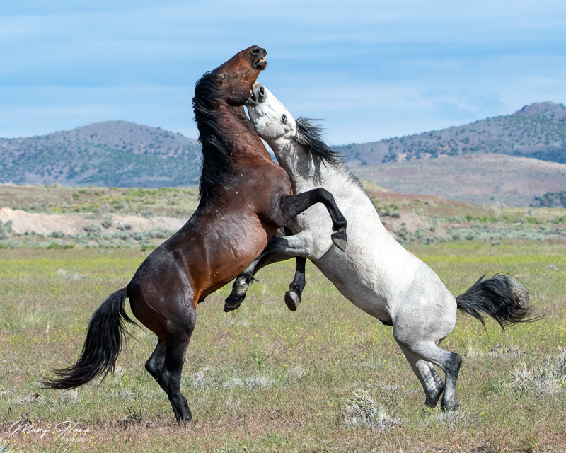 Wild horses fighting