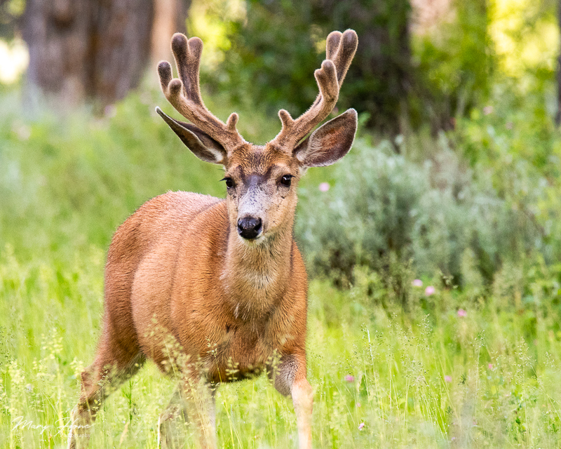 buck deer in velvet