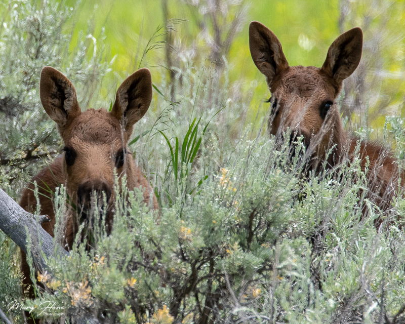 Twin Baby Moose in Grand Teton NP