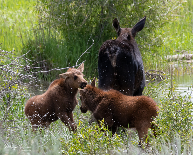Twin Baby Moose in Grand Teton NP playing in the water