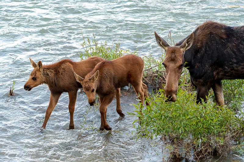 Twin Baby Moose in Grand Teton NP