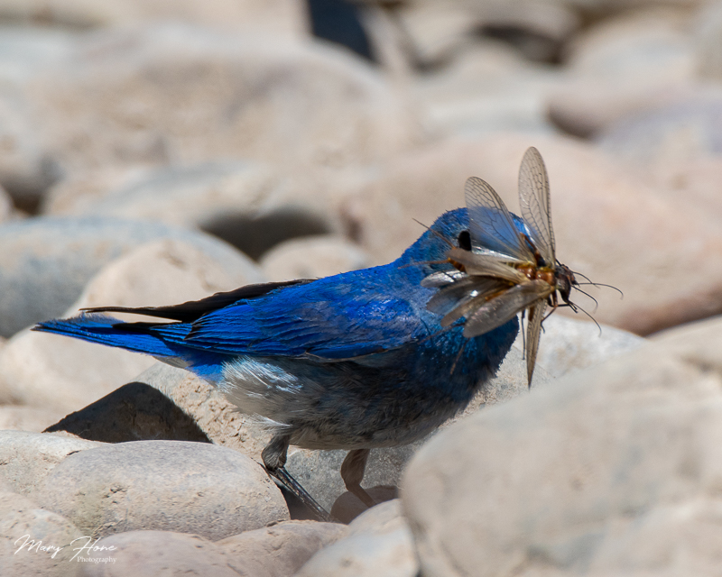 mountain bluebird catching stoneflies in wyoming
