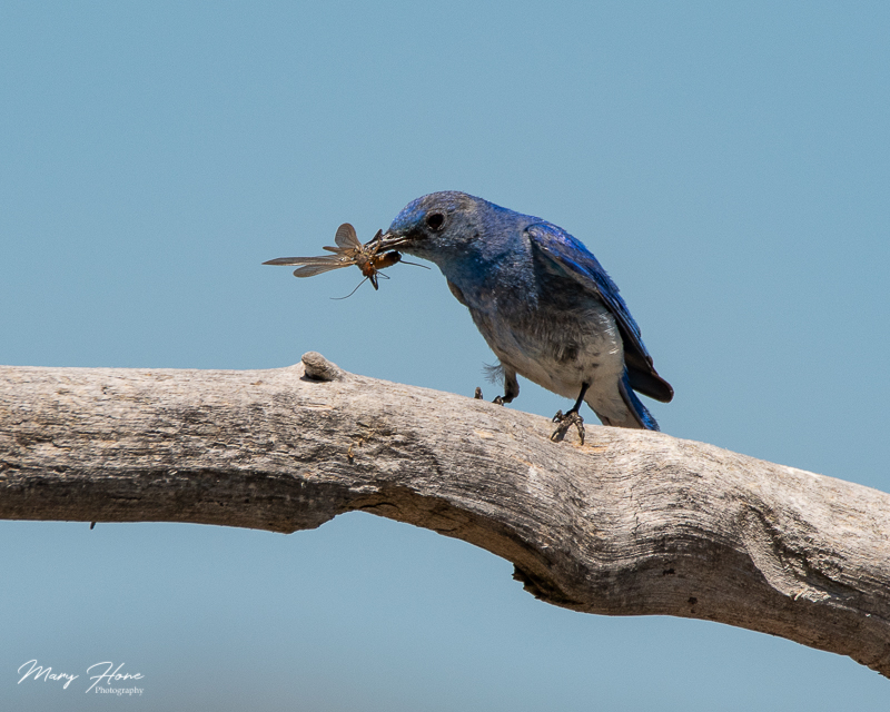 mountain bluebird catching stoneflies in wyoming