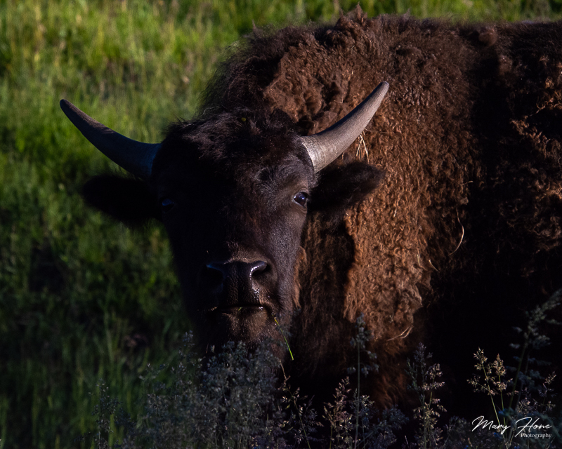 bison in the shade