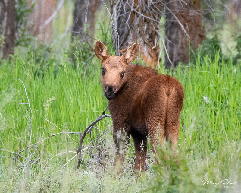 baby moose in wyoming