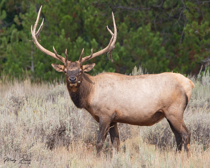 large bull elk
