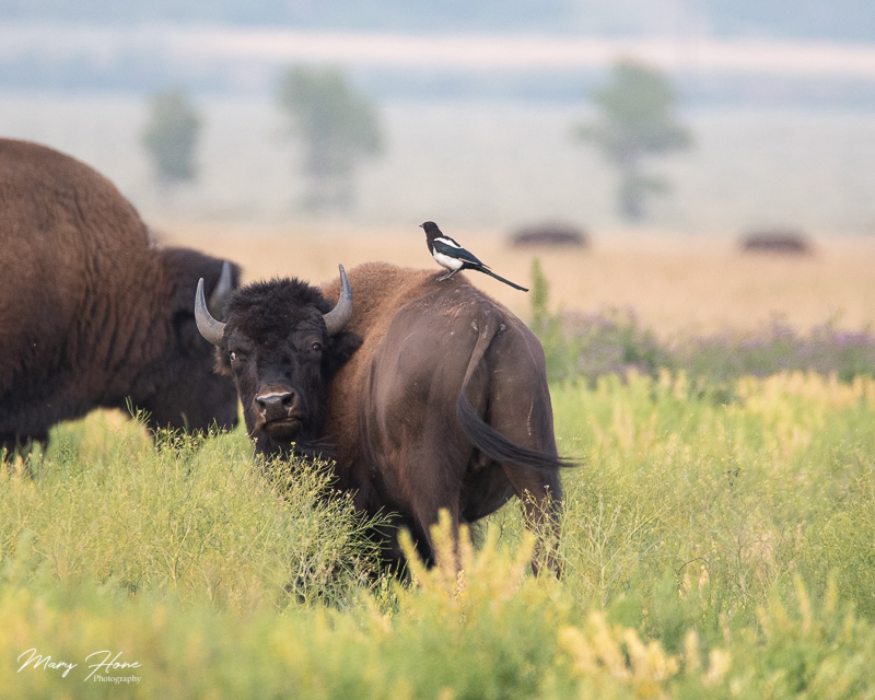 bison and magpie