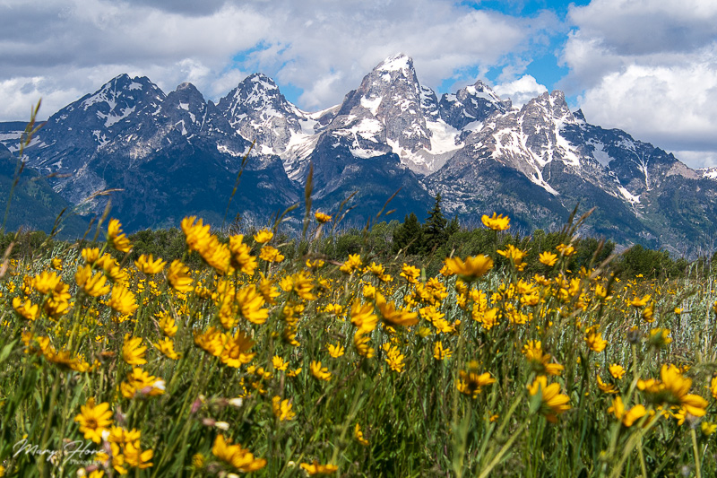 tetons and flowers