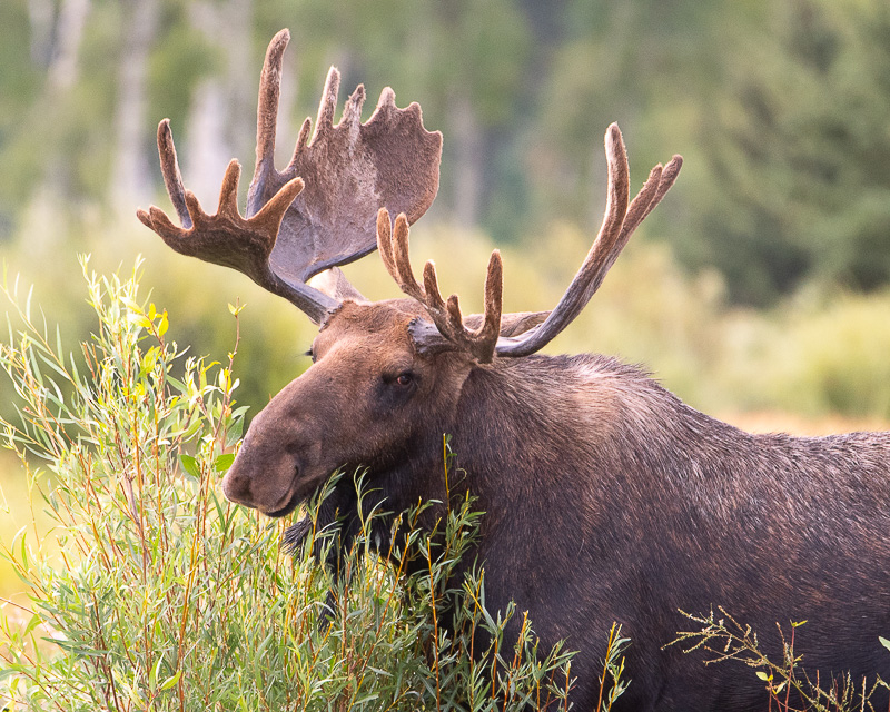 Bull moose in Grand Teton NP