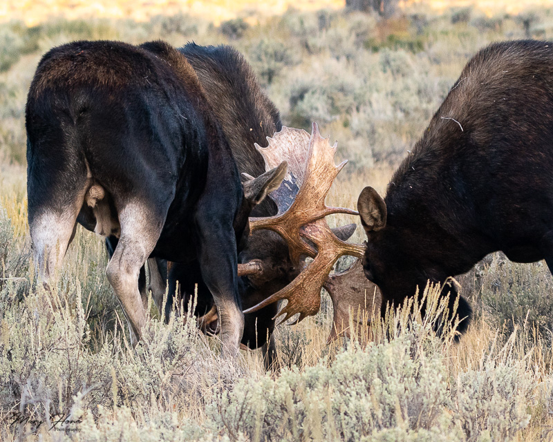 three bull moose fighting