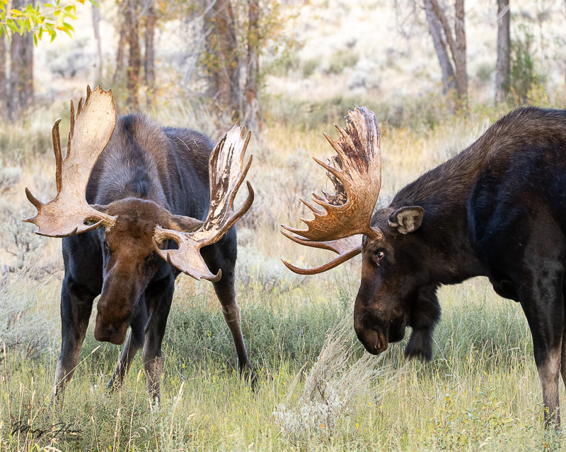 Moose Fighting During the Rut